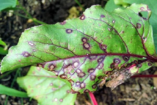 cercospora fertőzés a leveleken 