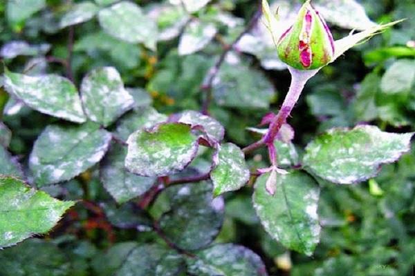 toxicitat a la planta 