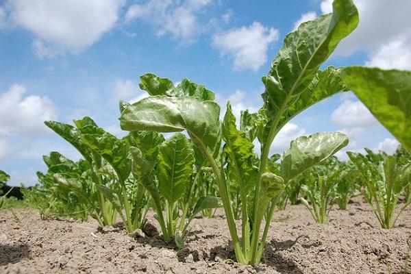 cabbage grows 