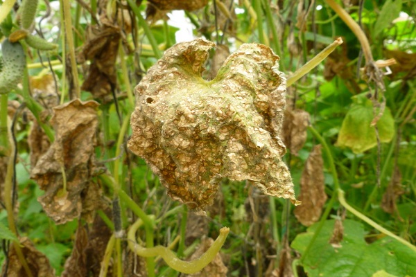 fungus on leaves 