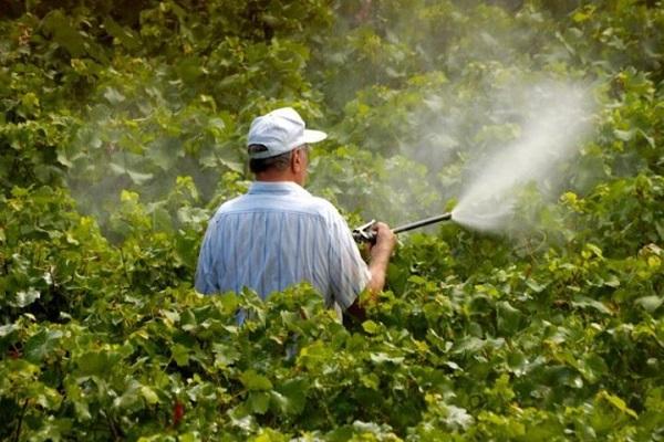 spray the vineyards 