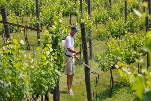 vineyard fields 