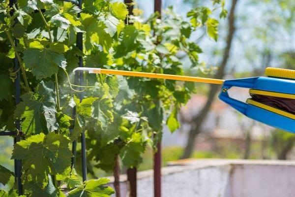 appliquer sur les feuilles 