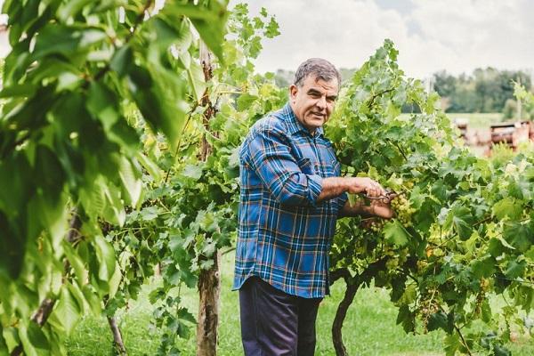 inspection of grapes 