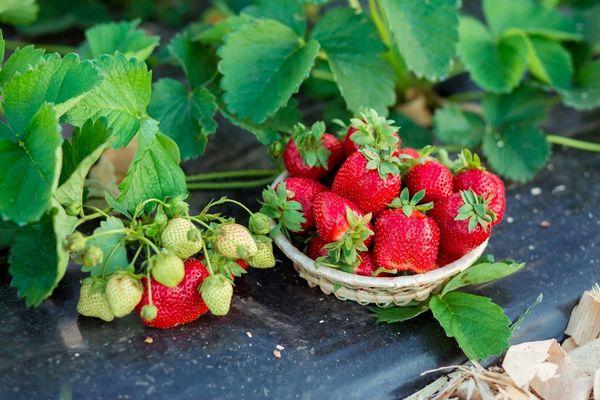 Erdbeeren und Walderdbeeren