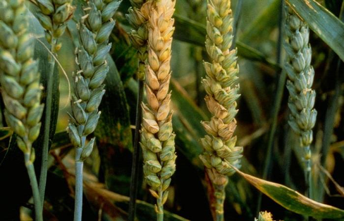 ears of wheat 