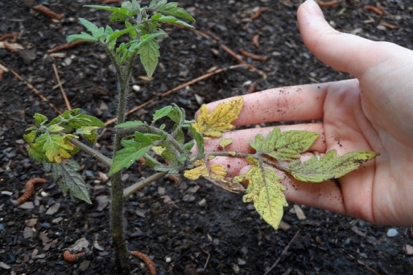 prevenção de fusarium