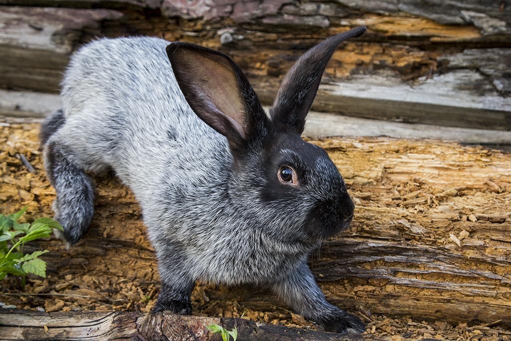 lapins argent Poltava