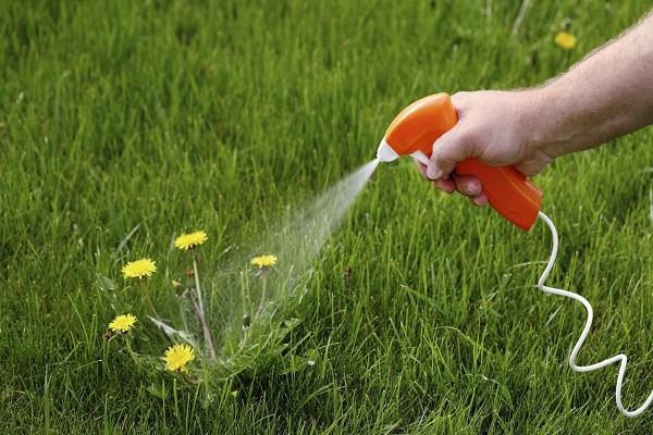 spraying weeds 