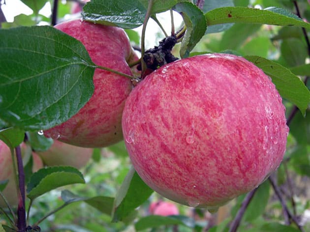 Apfelbaum auf einem Ast