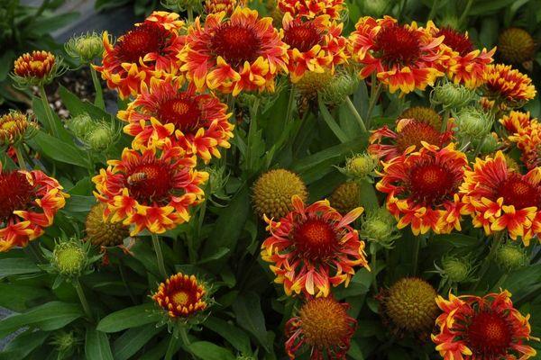 Gaillardia Burgund