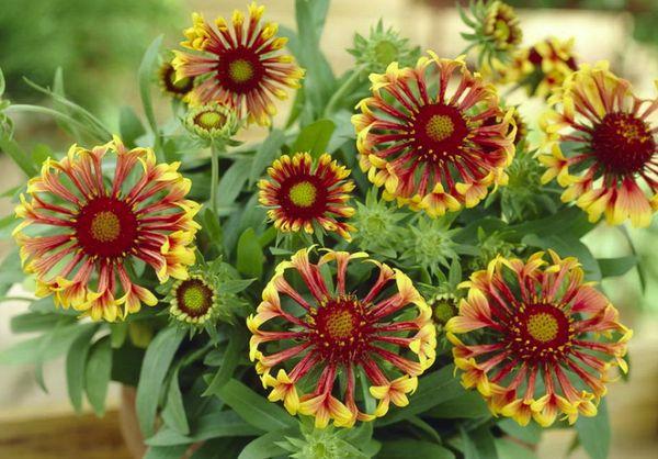 Gaillardia grandiflora