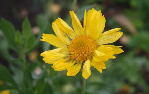 Gaillardia Yantar