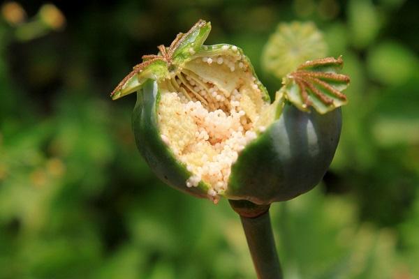 selbstaussaatender Mohn