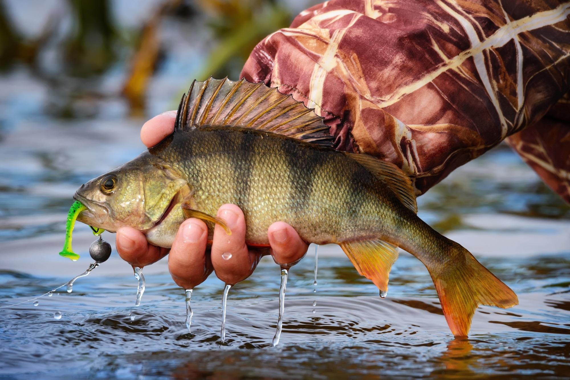 larawan ng river perch