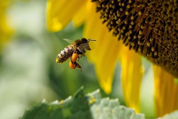 una abeja esta volando 