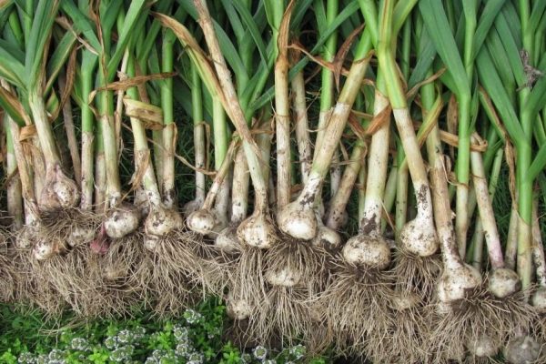 garlic in the garden