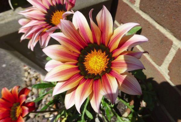 Gazania en el jardín