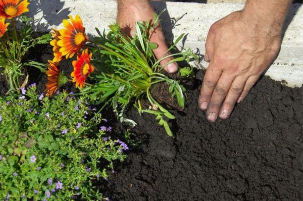 plantando gatsaniya