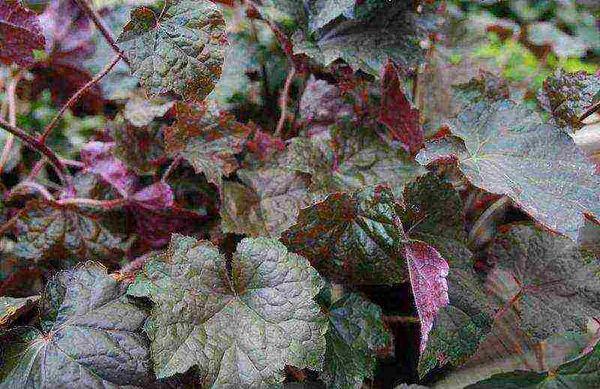 Heuchera cylindrisk 