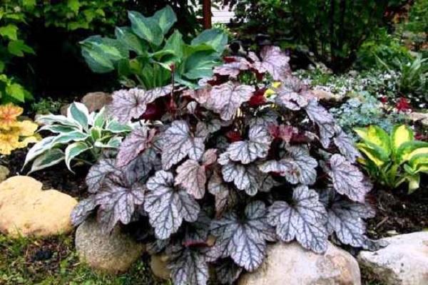 listy heuchera