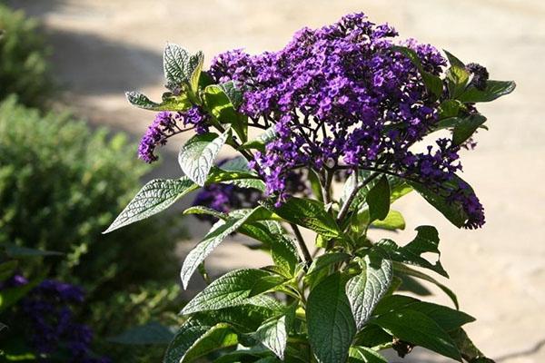 Heliotrop in einem Blumenbeet 