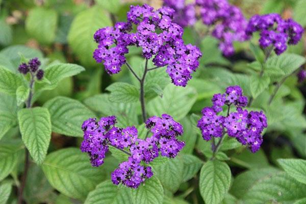 flores en el jardin 