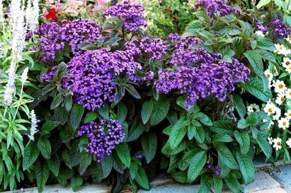 flores en un macizo de flores 