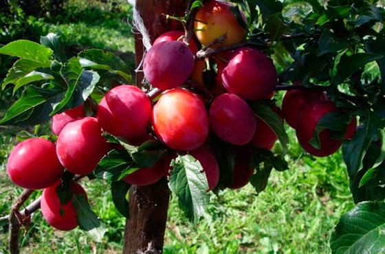 pangkalahatang plum