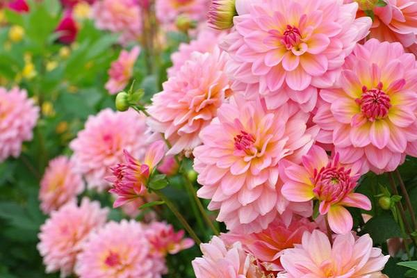 tumbuh dahlia