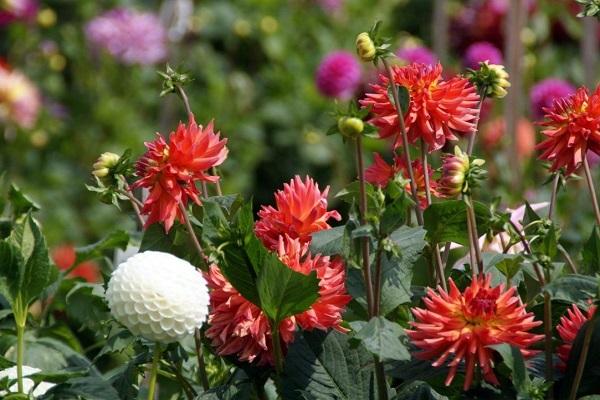 spesis dahlia