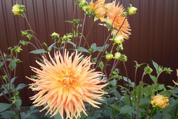 globular na bulaklak 