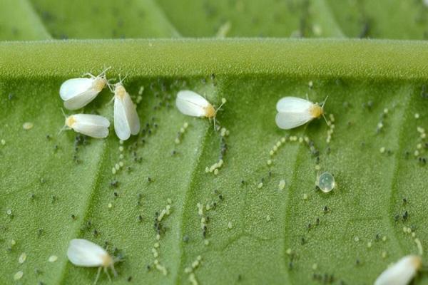 aparición de mosca blanca