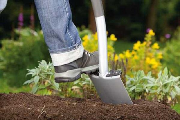 plantando gerberas