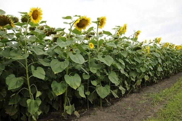 tournesol en fleurs 