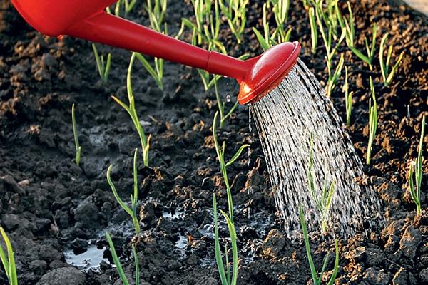 watering herbicide 