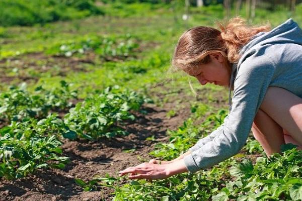 inspeccionar la vegetació 