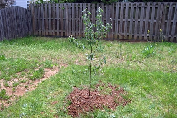 Apfelbaumsämling im Garten