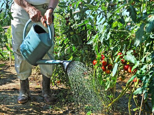 eine Tomate gießen