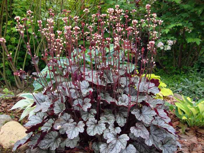 heuchera busk 