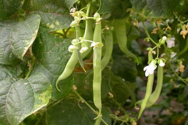 bean blossoms 