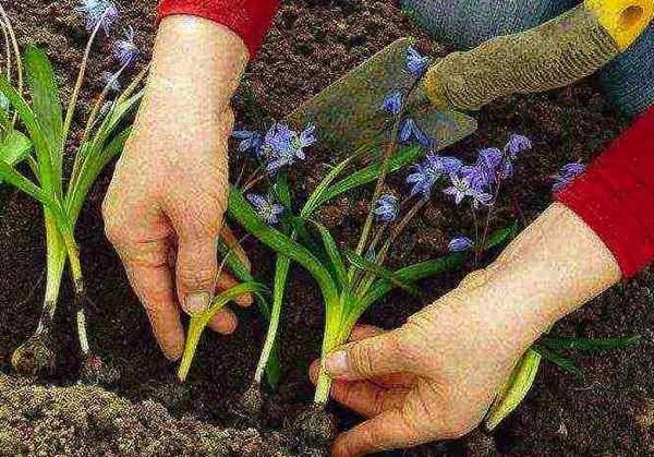 výsadba hyacintoidů