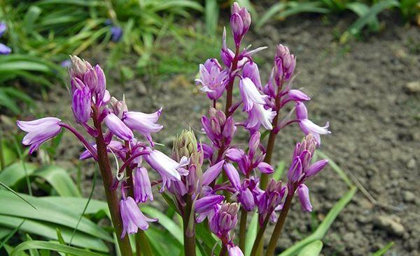 Hyacinthoides rosea