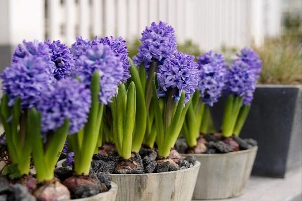 mga uri ng inflorescence