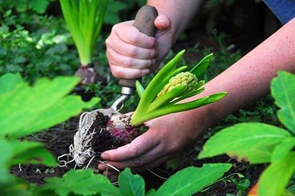 bollen worden geplant