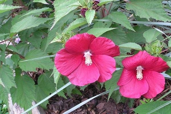 mocsári hibiszkusz