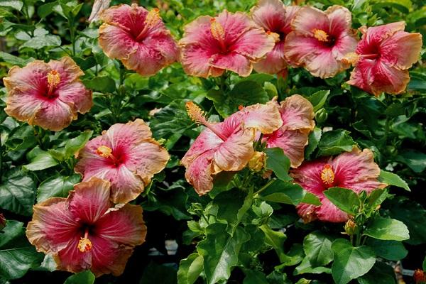 Garten-Hibiskus 