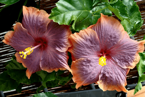 punong hibiscus