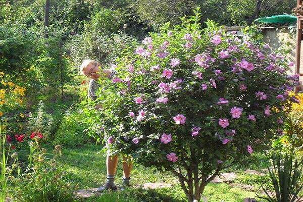 struik bloem 