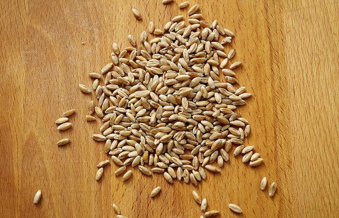 triticale granen